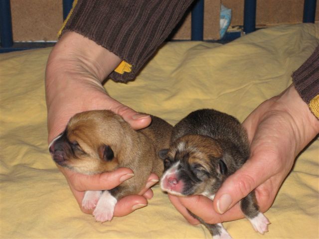 Puppy's